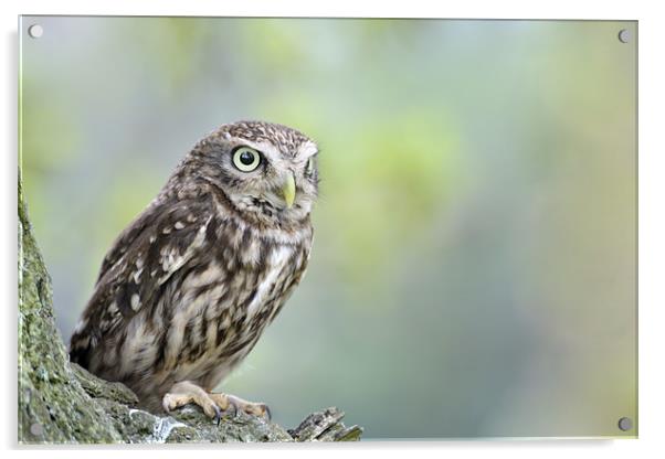 Little Owl in tree Acrylic by Stephen Mole