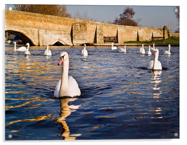 Swan Vista Acrylic by Stephen Mole