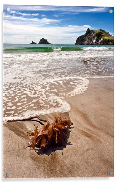 Seaweed on a seashore Acrylic by Stephen Mole