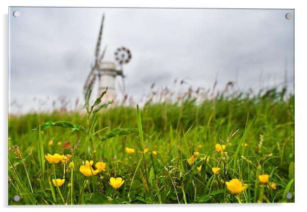 Buttercup windmill Acrylic by Stephen Mole