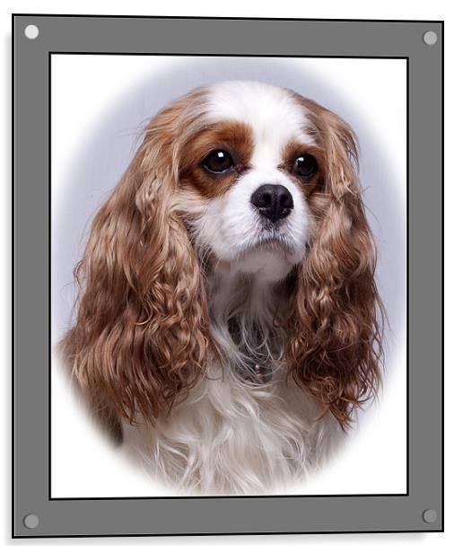 Cavalier King Charles Spaniel Acrylic by Giovanni Pasta