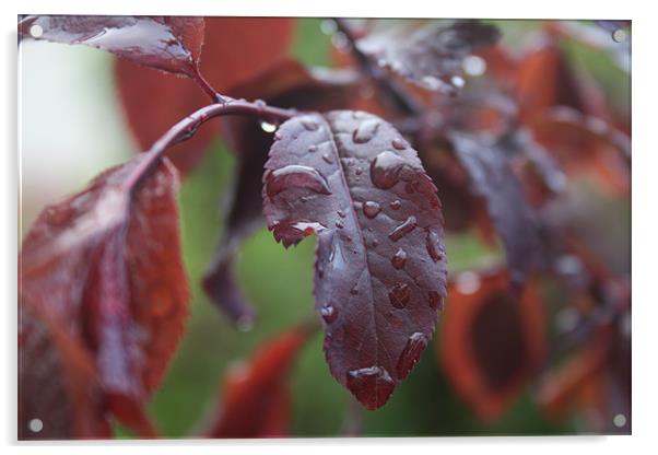 Drops of rain Acrylic by Mustafa khabeisa