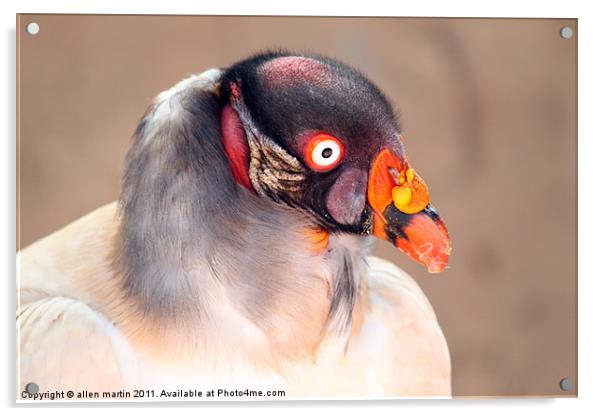 The King Vulture Acrylic by allen martin