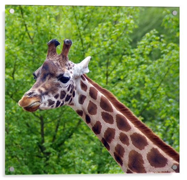 giraffe Acrylic by allen martin