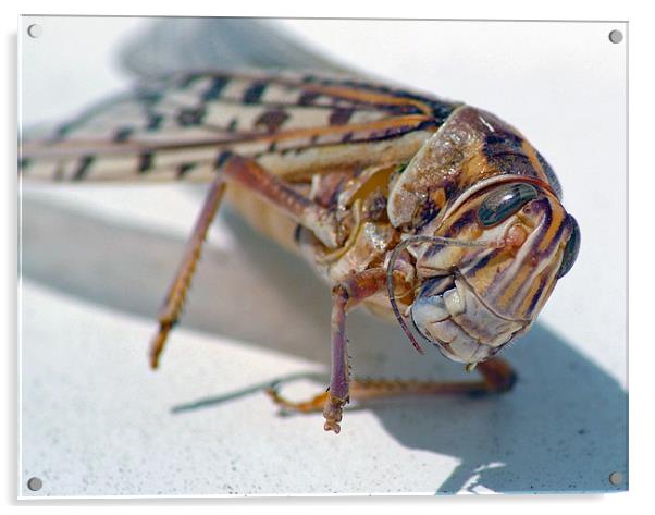 Grasshopper Acrylic by allen martin