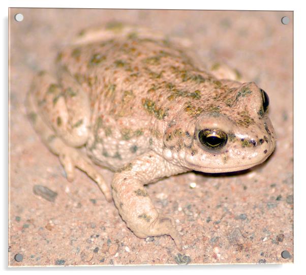 Desert frog Acrylic by allen martin