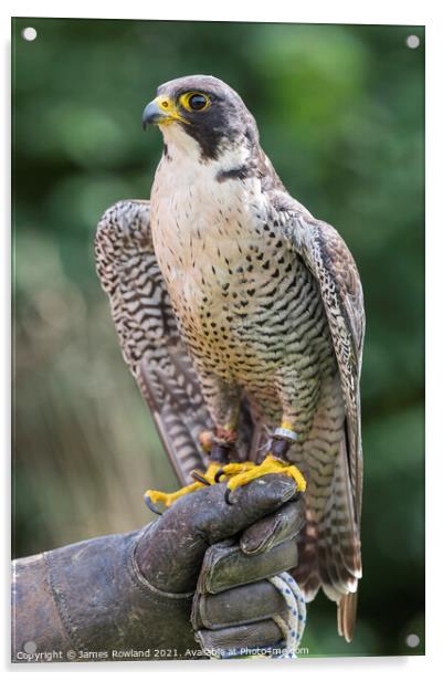 Peregrine Falcon Looking Acrylic by James Rowland