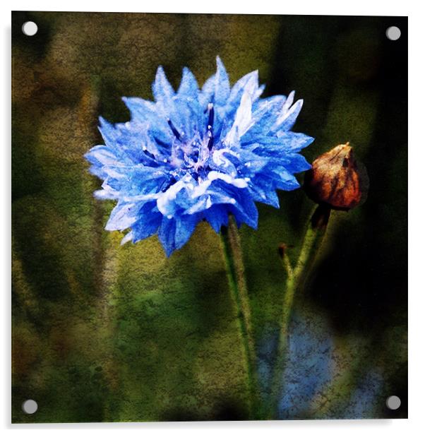 Cornflower Blues Acrylic by James Rowland