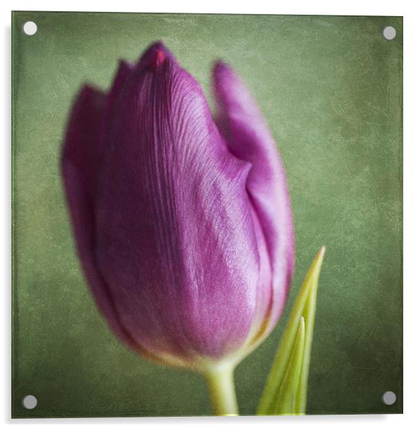 Purple Beauty Acrylic by James Rowland