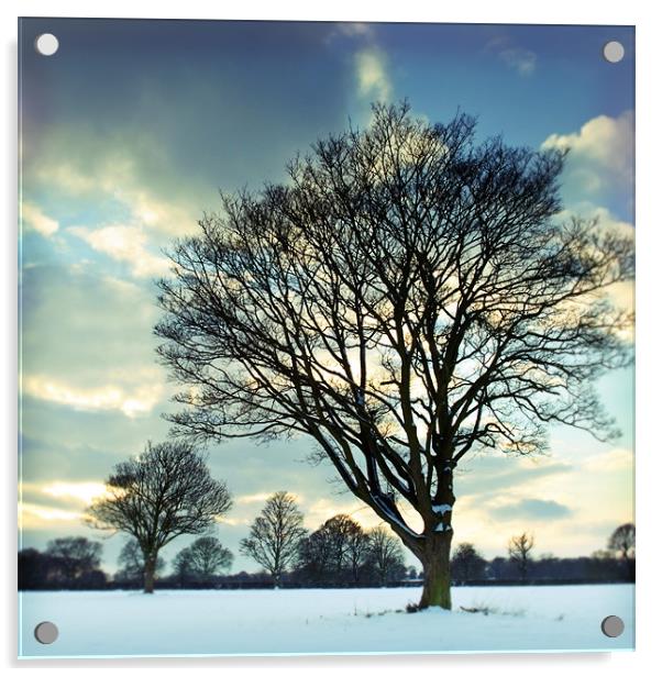 Winter trees Acrylic by James Rowland