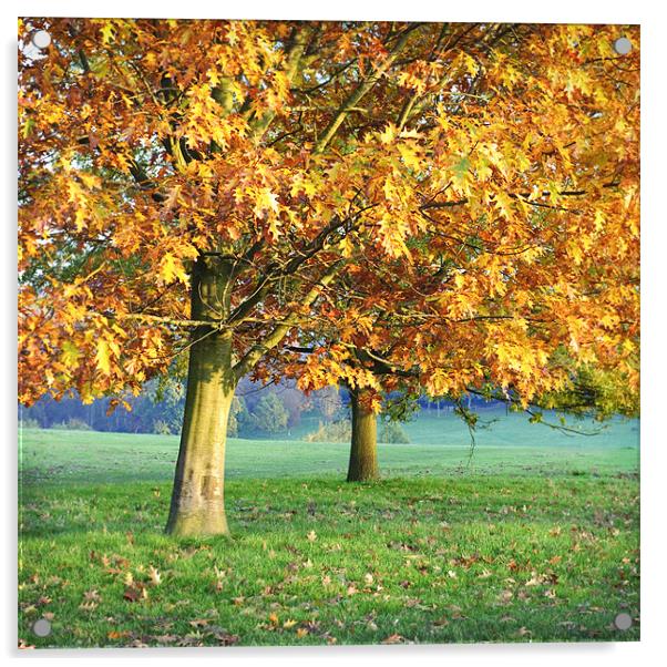 Autumn days Acrylic by James Rowland