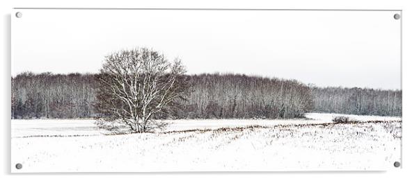 snow fields Acrylic by James Rowland
