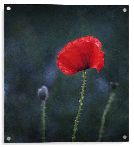 Poppy on a Dark Backround Acrylic by James Rowland