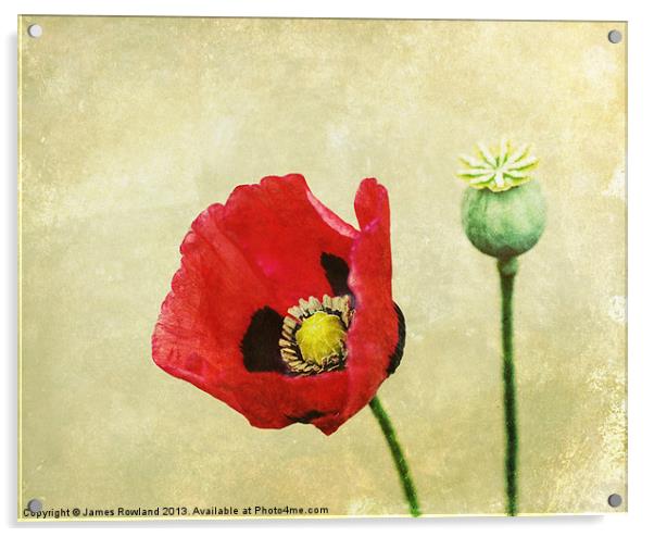 Poppy against the wall Acrylic by James Rowland