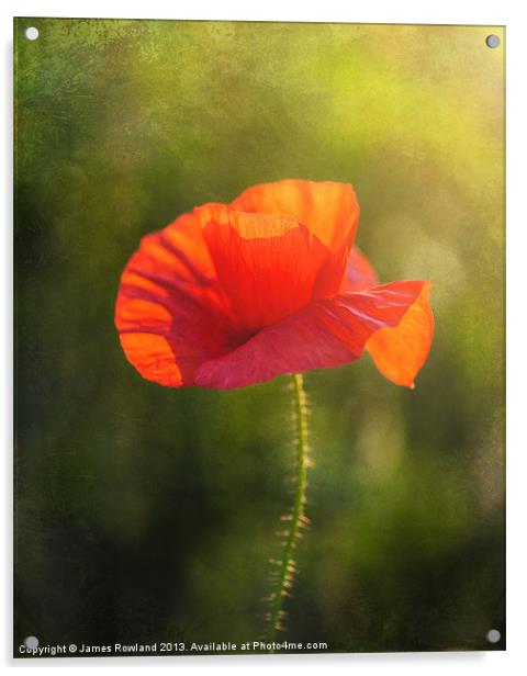 Poppy in the field Acrylic by James Rowland