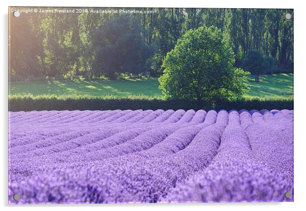 Rows of Lavender Acrylic by James Rowland