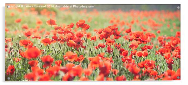 Poppy Field Acrylic by James Rowland