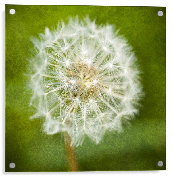 Sparkling Dandelion Acrylic by James Rowland