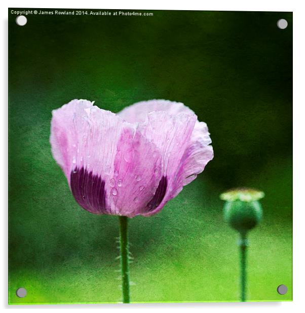 Garden Poppy Acrylic by James Rowland