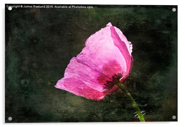 Poppy Sunshine Acrylic by James Rowland