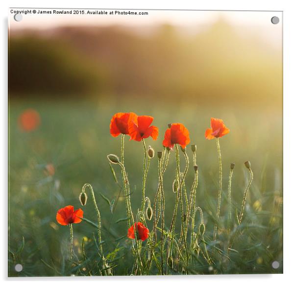  Poppy Evening Acrylic by James Rowland