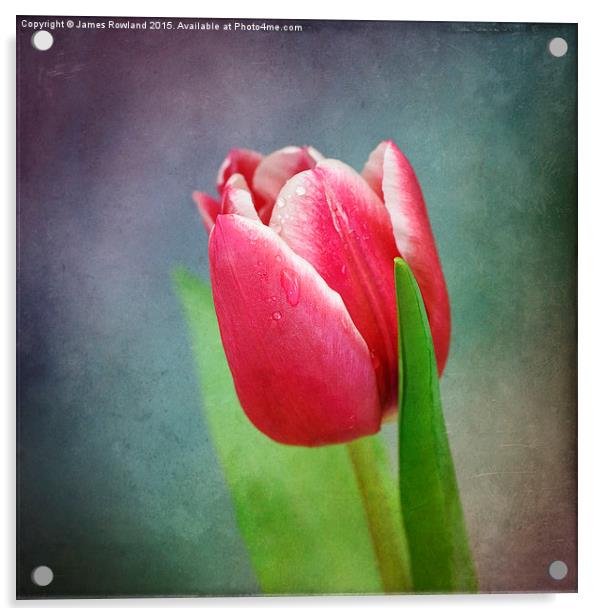 Tulip Acrylic by James Rowland