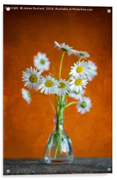 Oxeye Daisies Acrylic by James Rowland