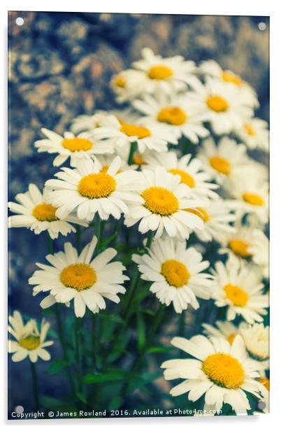 Oxeye daisies Acrylic by James Rowland