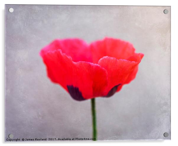 Poppytastic Acrylic by James Rowland