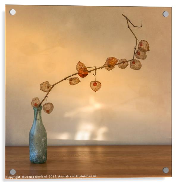 Physalis in a Bottle Acrylic by James Rowland
