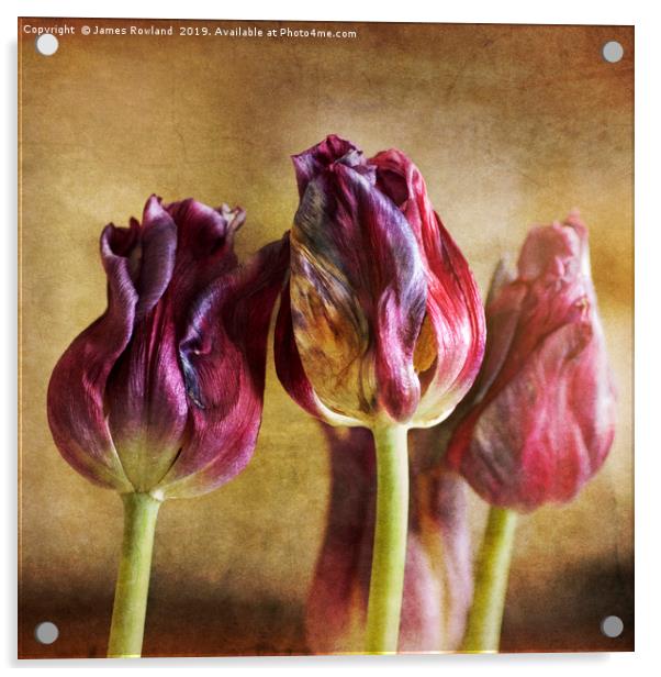 Fading Tulips Acrylic by James Rowland