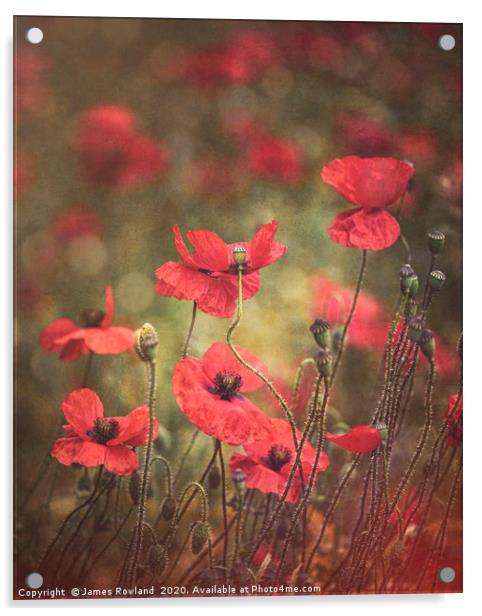 The Poppies Acrylic by James Rowland