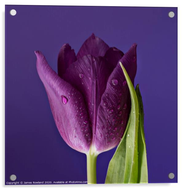 Purple Petals Acrylic by James Rowland
