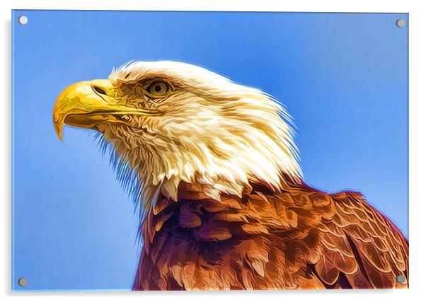 Bald Eagle Acrylic by Darryl Luscombe