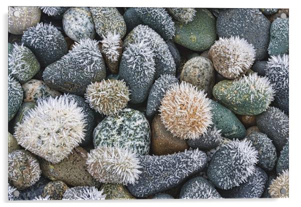 Frost on the rocks Acrylic by Darryl Luscombe