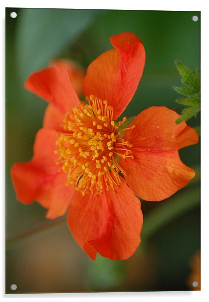 Orange Geranium Acrylic by evelyn martin