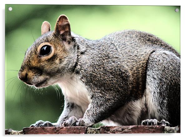 Squirrel feeding Acrylic by Dave Windsor