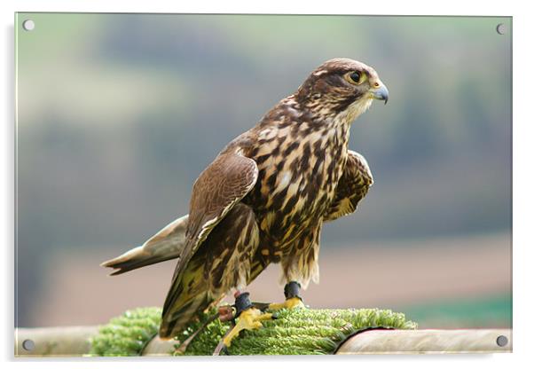 Bird of pray (Peregrine Falcon) Acrylic by Dave Windsor