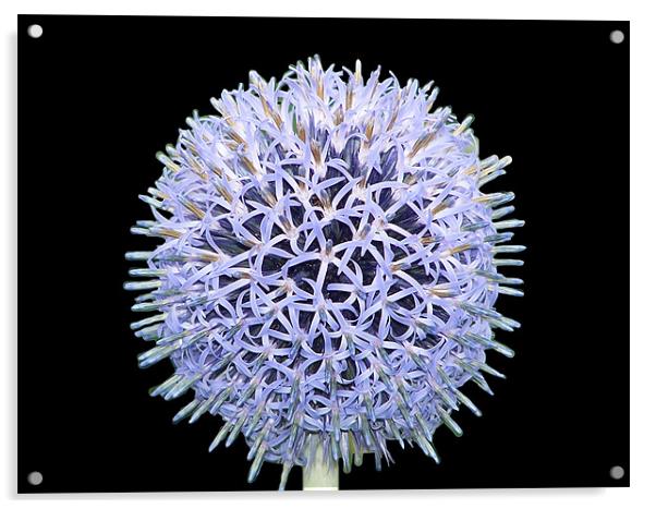 Purple Flower Original Acrylic by Dave Windsor