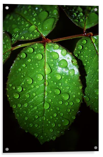 Leaves With Rain Drops Acrylic by Dave Windsor