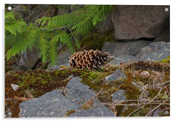 Pine Cone Acrylic by Amy Rogers