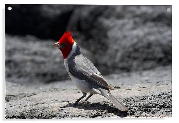 Red-Crested Cardinal Acrylic by Mike Dawson