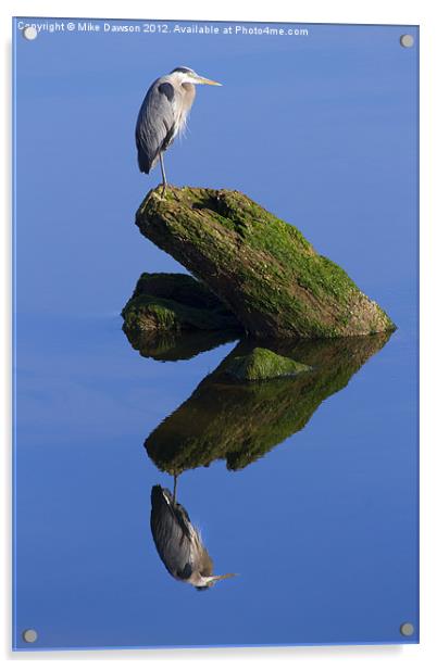 Great Blue Reflection Acrylic by Mike Dawson