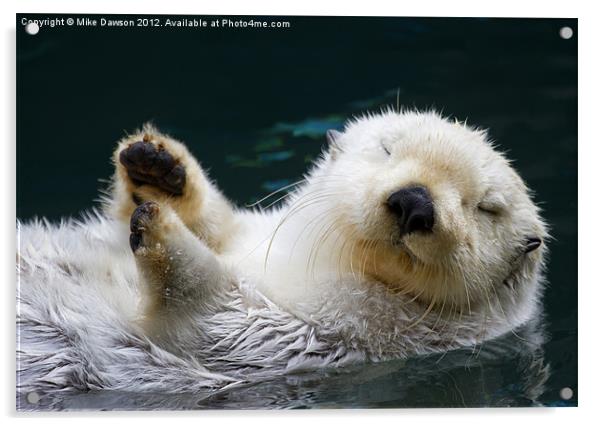 Napping on the Water Acrylic by Mike Dawson