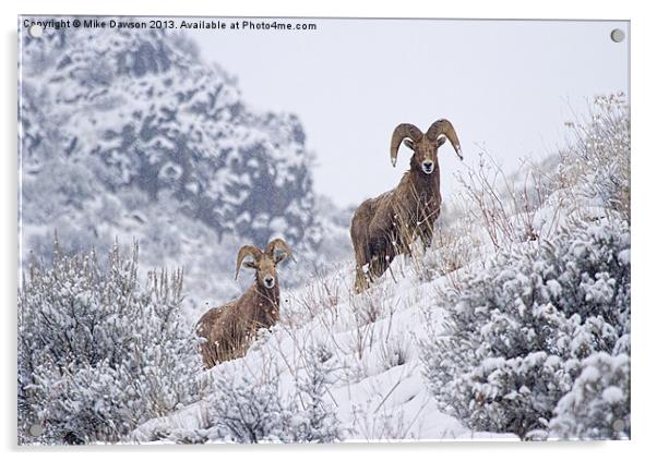 Pair of Winter Rams Acrylic by Mike Dawson