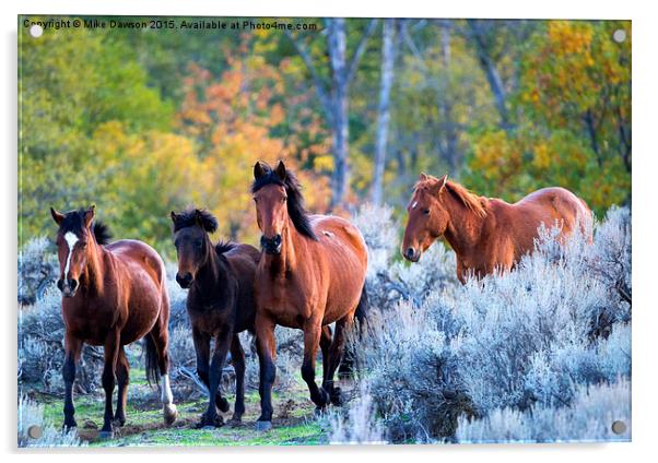 Wild Mustang Autumn Acrylic by Mike Dawson