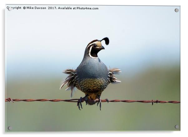 Punk Quail Acrylic by Mike Dawson