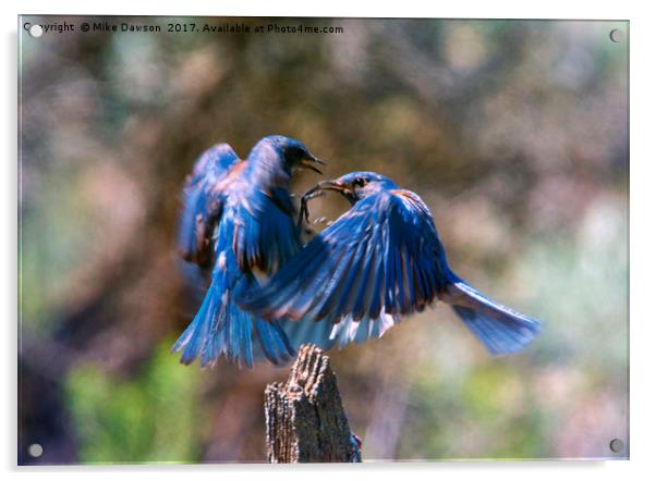 Bluebird Battle Acrylic by Mike Dawson