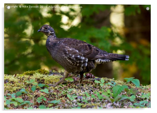 Blue Grouse Hen Acrylic by Mike Dawson