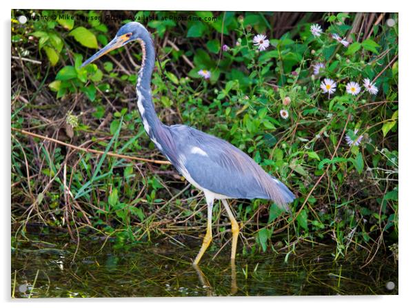 Tricolored Heron Hunting Acrylic by Mike Dawson